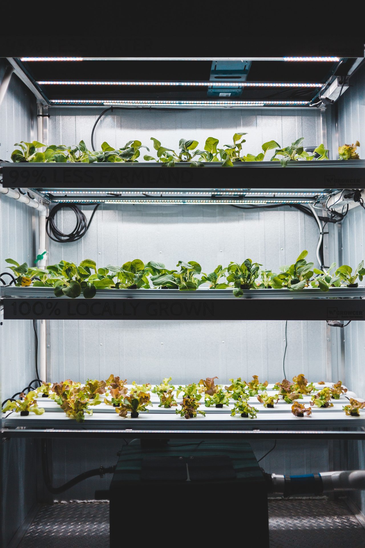 Vertical grow rack of seedlings under LED bars