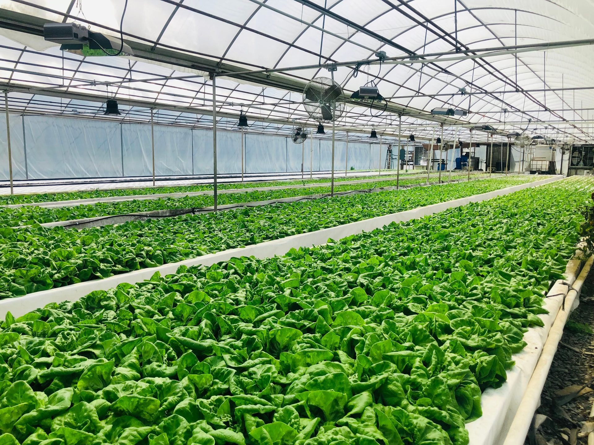 Greenhouse rows of lettuce under a glasshouse roof