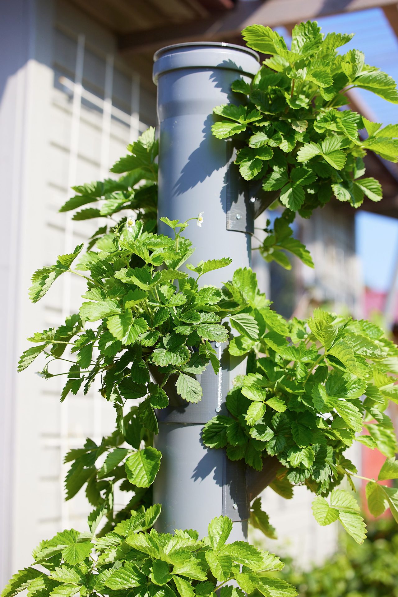 Vertical tower garden planted with lush leafy greens