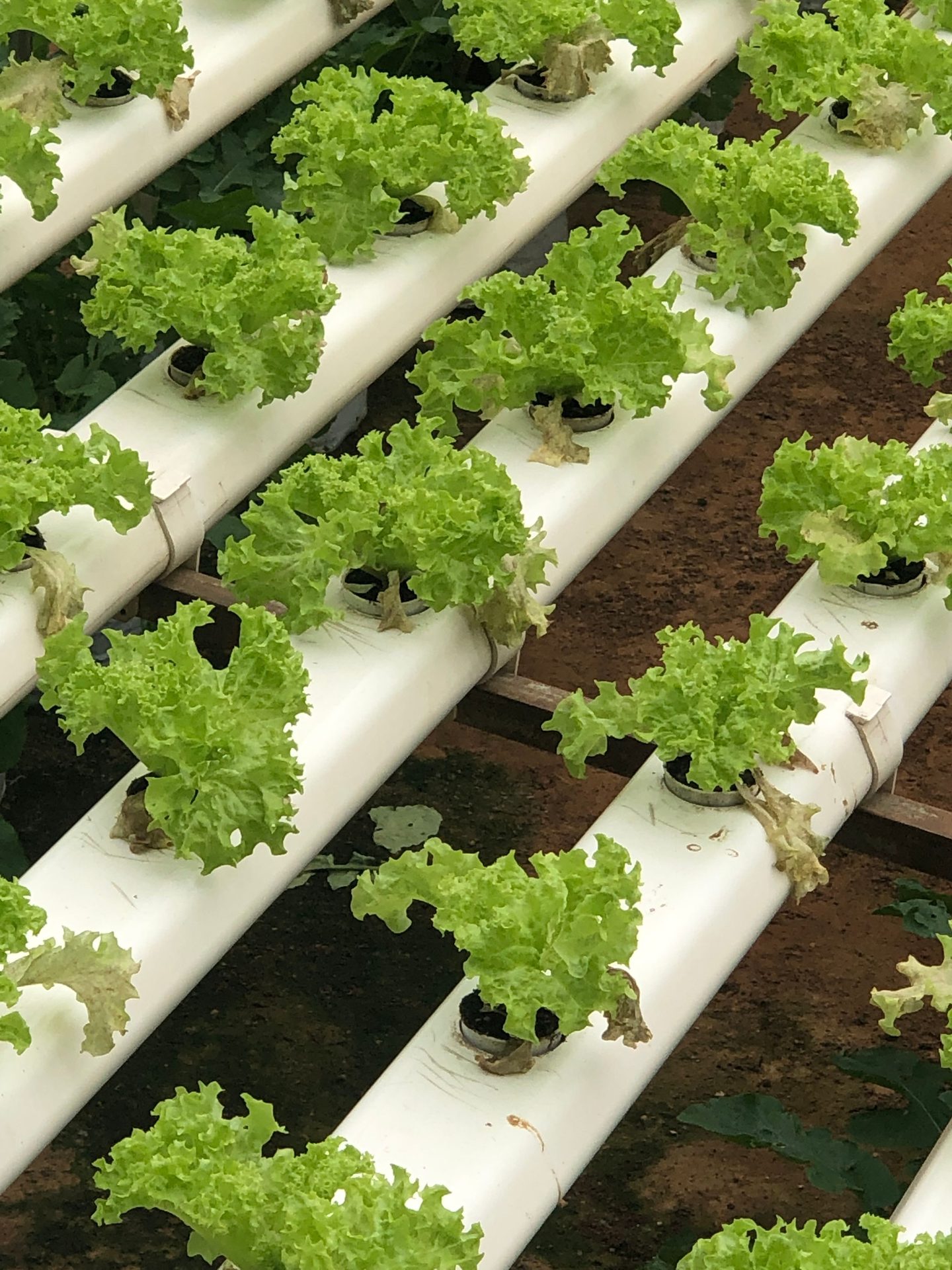 NFT channel system growing rows of lettuce with visible roots