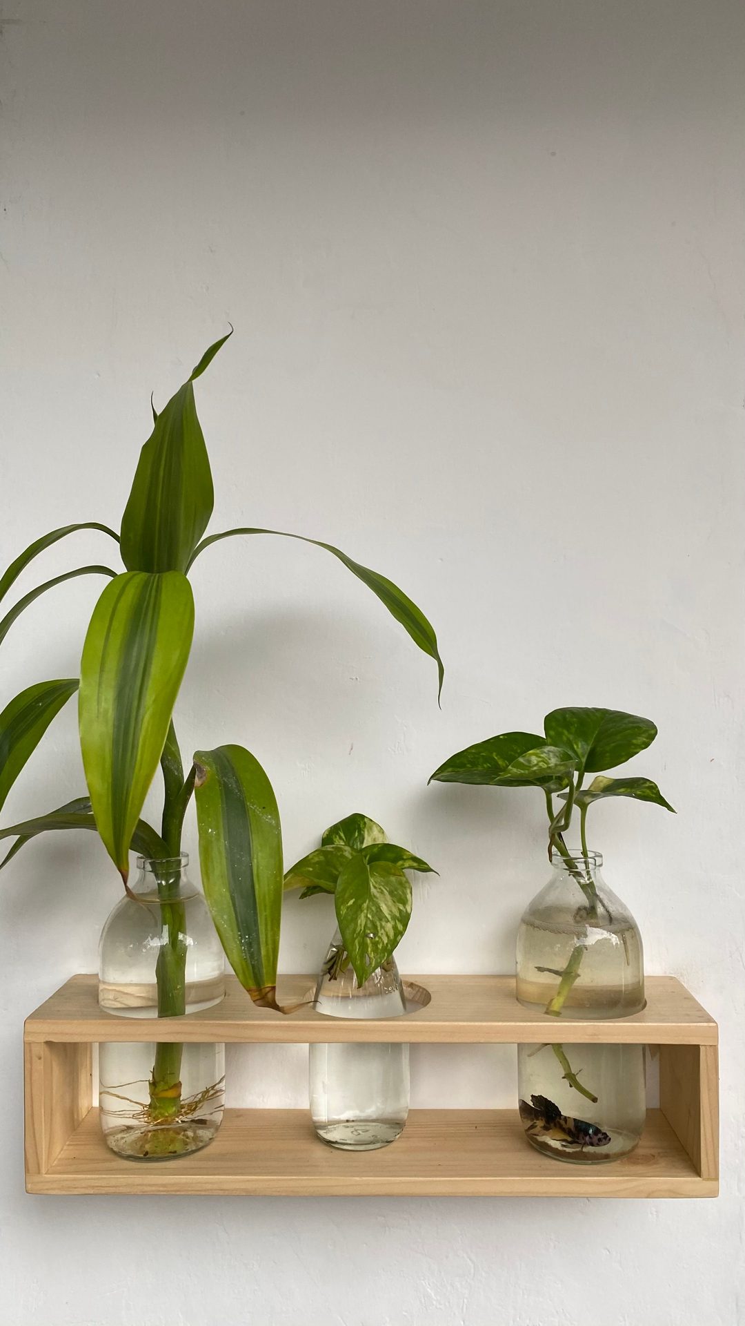 Propagation station with plant cuttings rooting in glass vessels