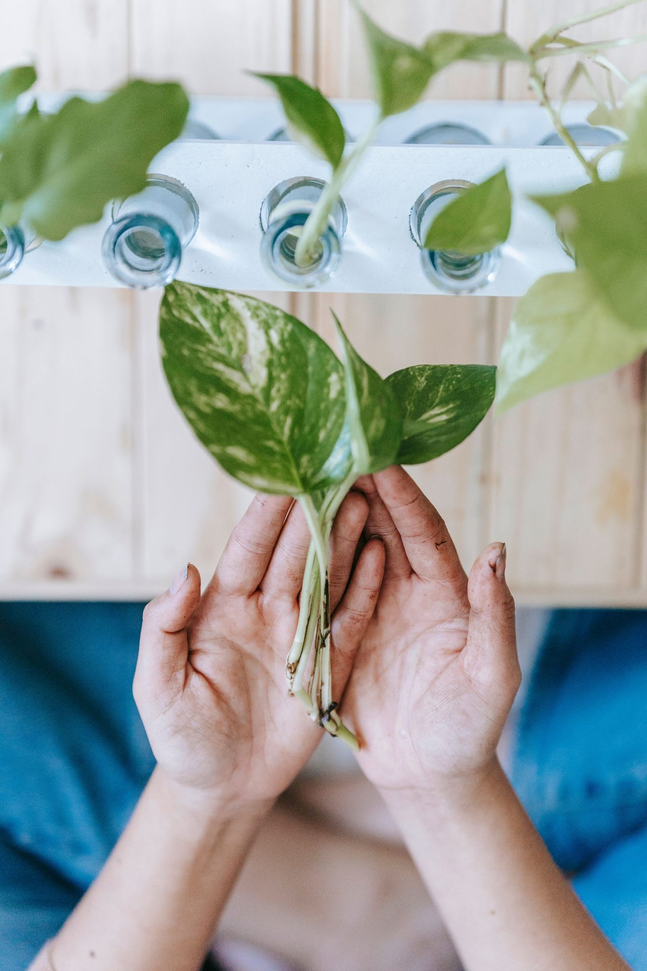 Grower's hands cupping a healthy young plant