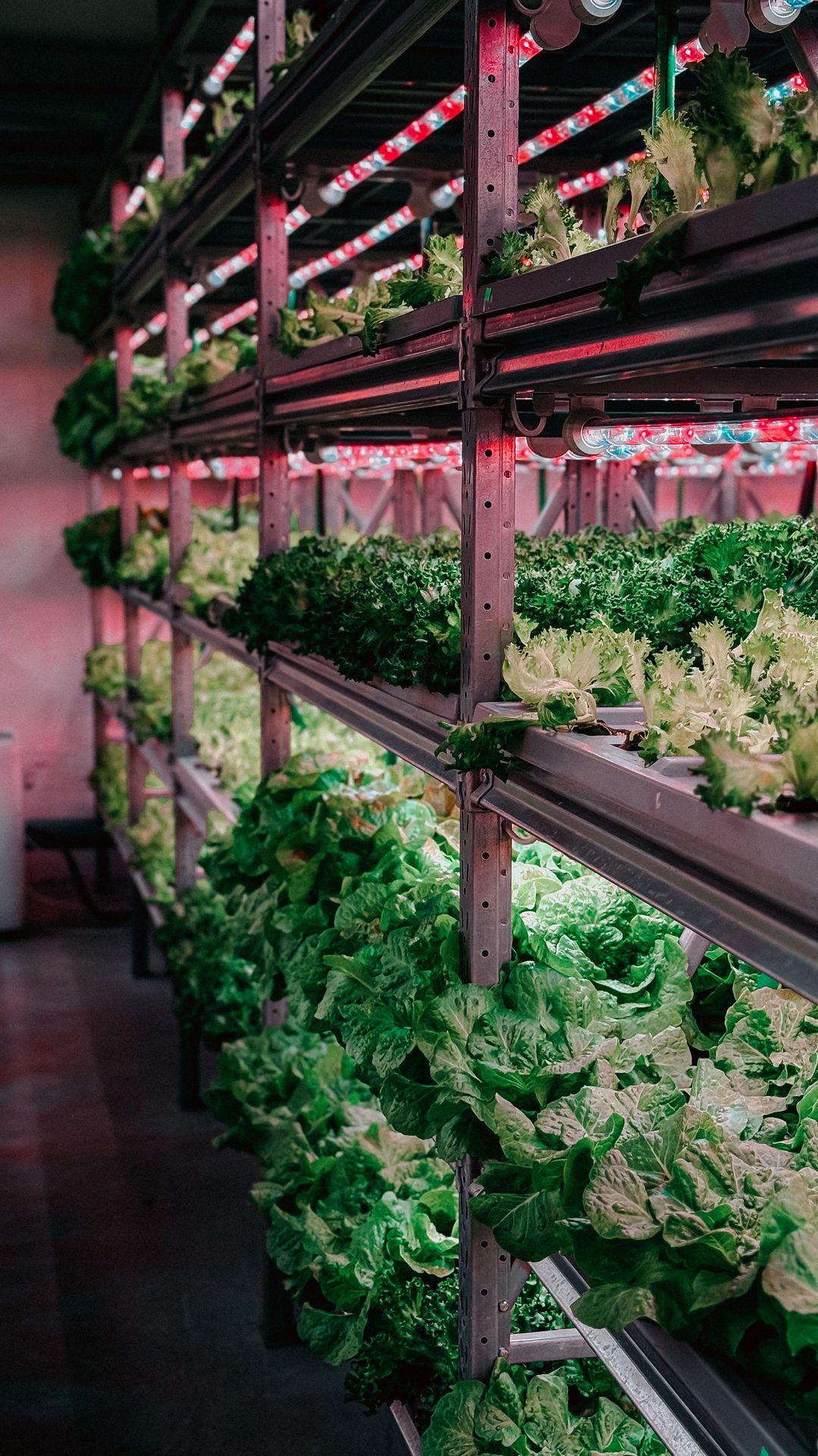 Vertical grow racks under purple LED grow lights