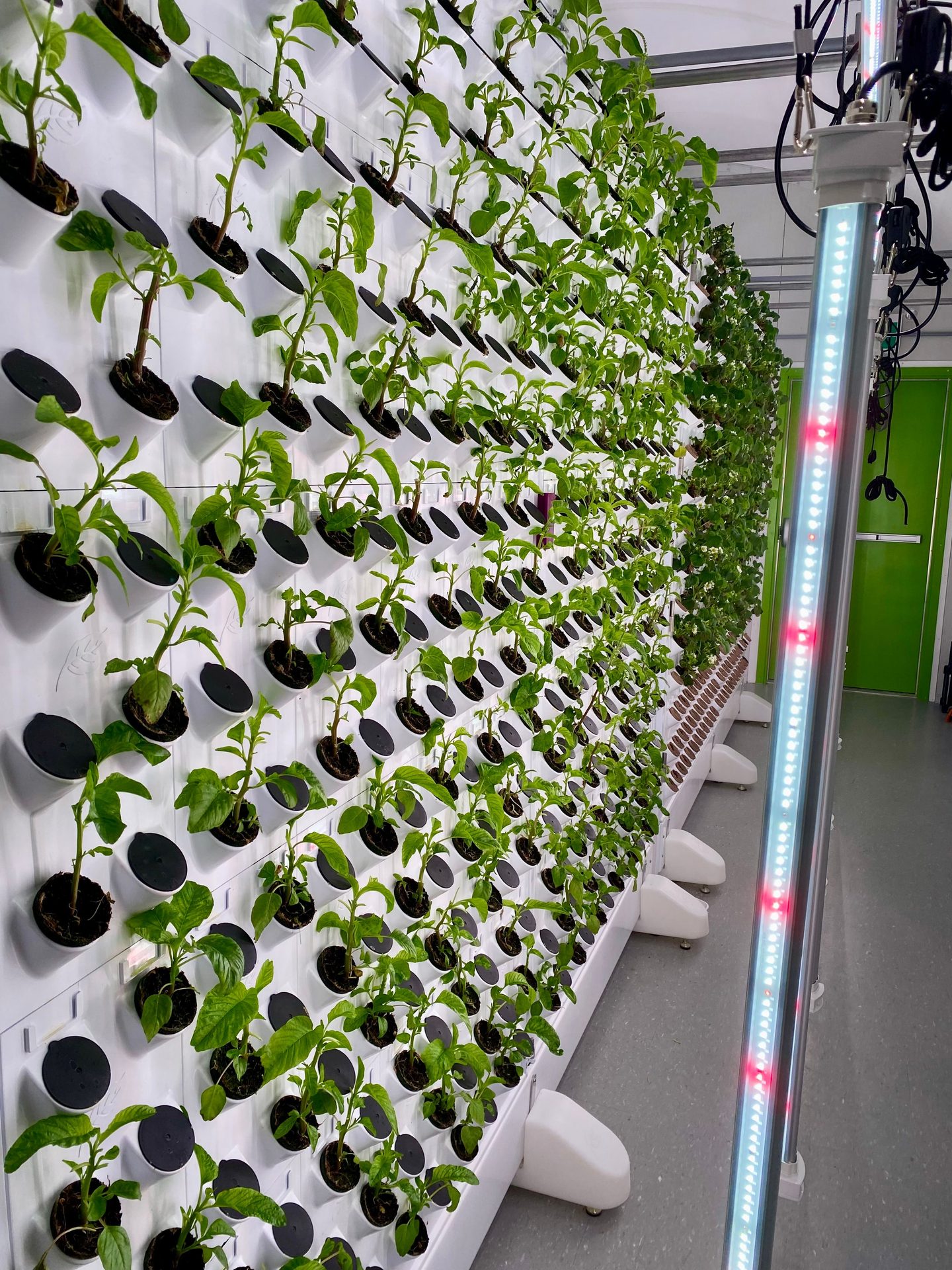 Vertical wall of seedlings in a growing system